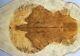 5a Spalted Golden Phoebe Wood Burl Electric Bass Drop Top Set Luthier 7715-1