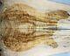 D62-4 Aaaa Spalted Wormhole Maple Wood Bookmatch Les Paul Guitar Top Set Luthier